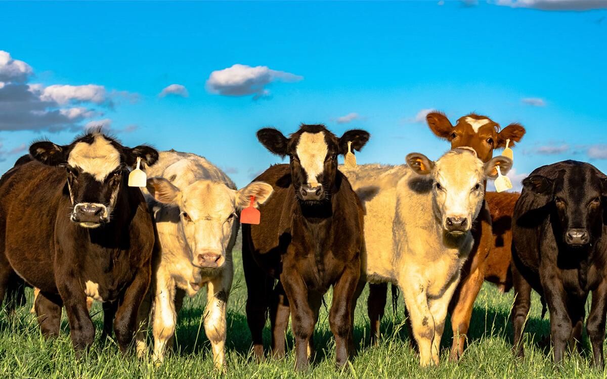 CC Group of Calves